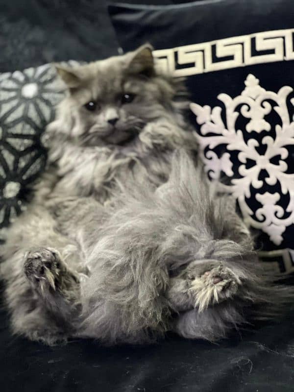 Persian cat /tripple coat / Persian Cat/ cute /doll face / 3