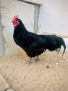 Black Australorp Heritage Male For Sale