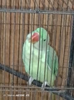 Raw Parrot for sale ages 9 month