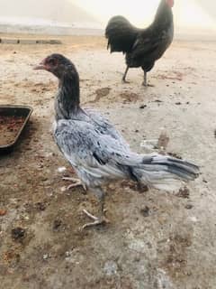 Aseel Jaghiri Female For Sale