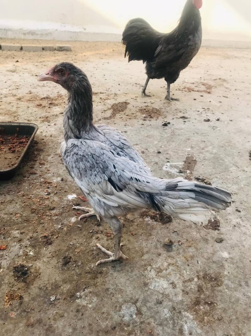 Aseel Jaghiri Female For Sale 0