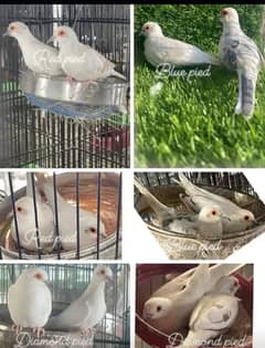 All pied doves available including blue pied red pied diamond pied