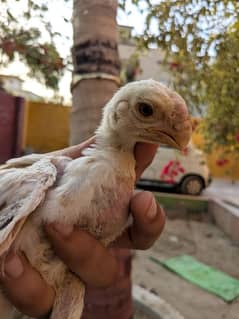 Indian parrot beak