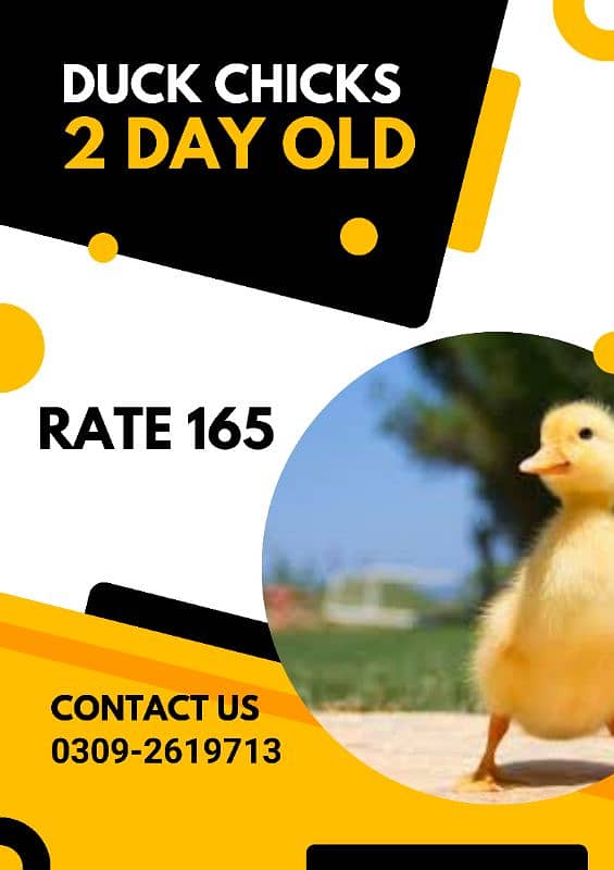 Duck Chicks available 0