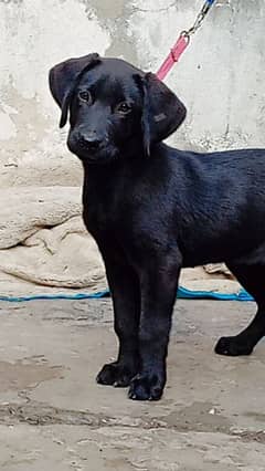 Labrador