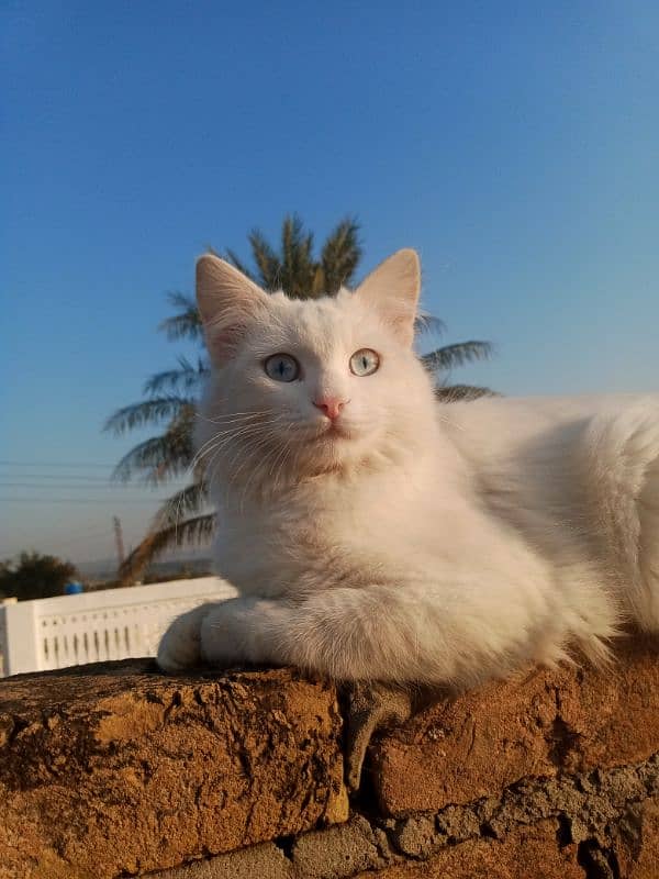 Blue eyes cat ready for new home 2