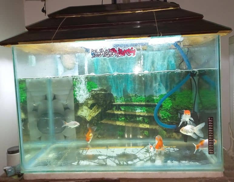 fish aquarium 0