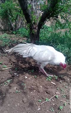 paper white breeder heera aseel pair