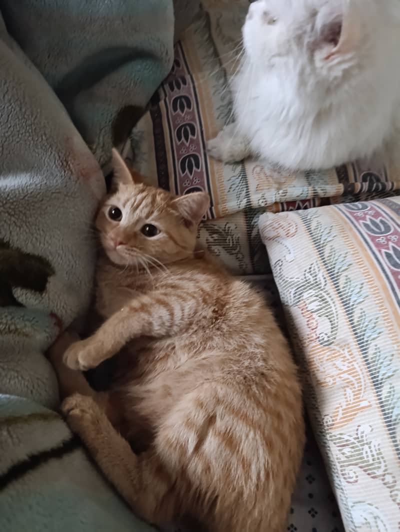 Cross Persian kittens pair for sale 3