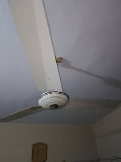 Royal ceiling fan