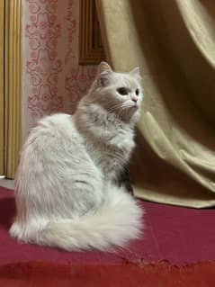 Persian thriple coat female