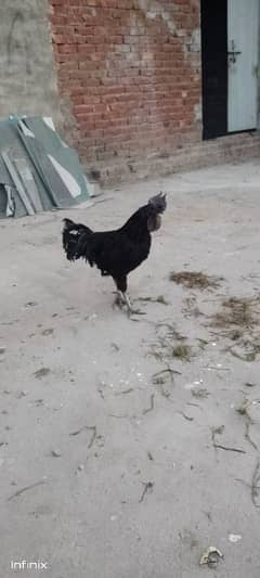 ayam cemani