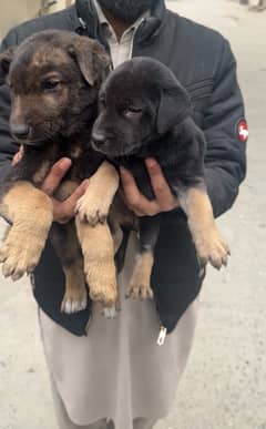 German shepherd Long Coat