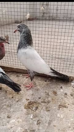 pigeon