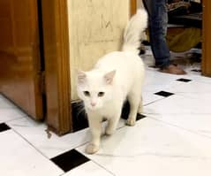 Persian cat female 8month old