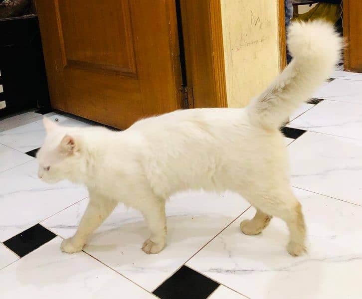 Persian cat female 8month old 1