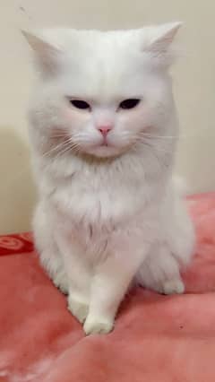 White Persian Cat Full trained age almost 1 Year Ready for bread