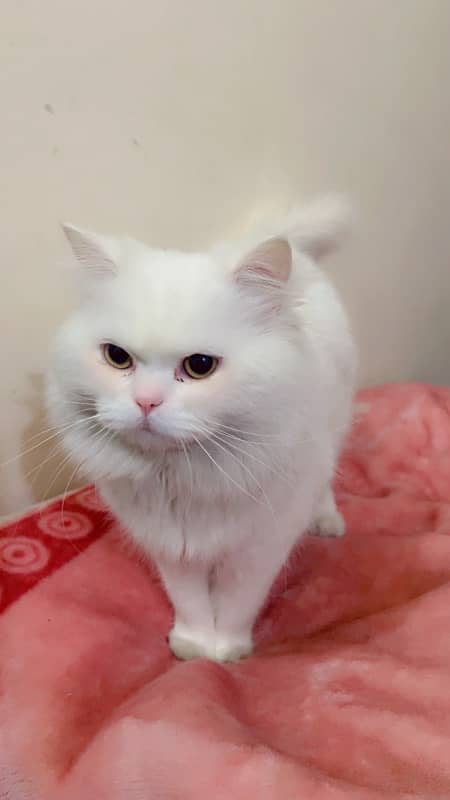 White Persian Cat Full trained age almost 1 Year Ready for bread 1