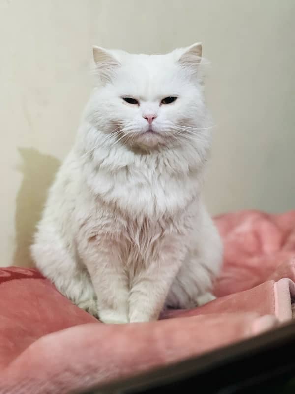 White Persian Cat Full trained age almost 1 Year Ready for bread 3