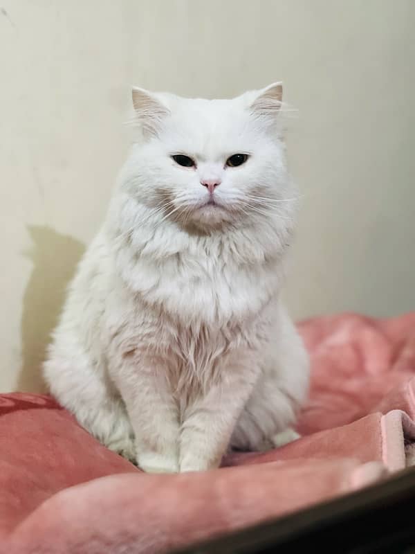 White Persian Cat Full trained age almost 1 Year Ready for bread 4