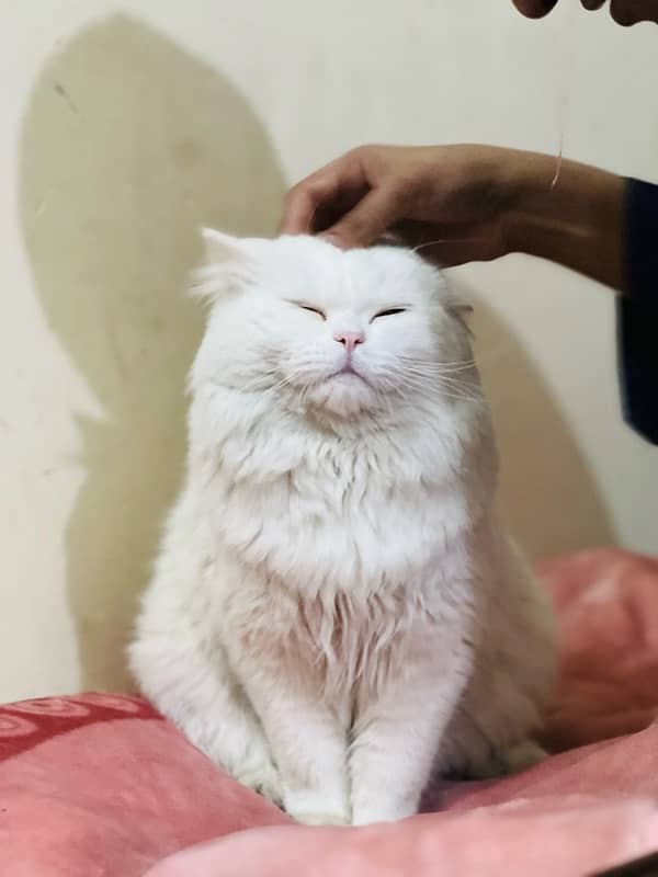 White Persian Cat Full trained age almost 1 Year Ready for bread 5