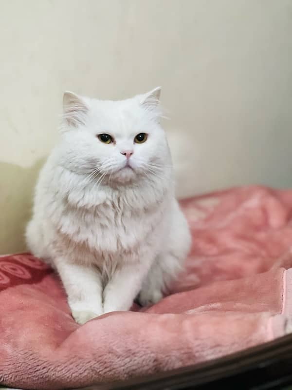 White Persian Cat Full trained age almost 1 Year Ready for bread 7