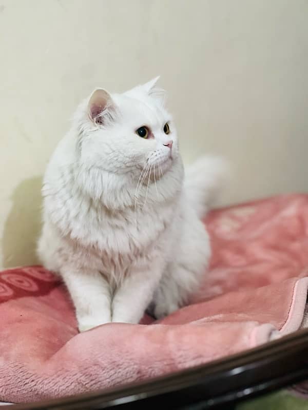 White Persian Cat Full trained age almost 1 Year Ready for bread 8