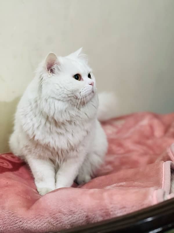 White Persian Cat Full trained age almost 1 Year Ready for bread 9