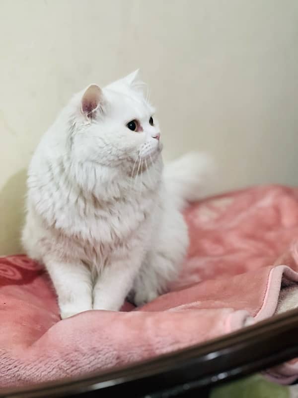 White Persian Cat Full trained age almost 1 Year Ready for bread 10