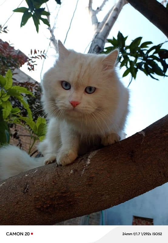 White Persian male cat for sale (double Coat+Blue eyes) 0