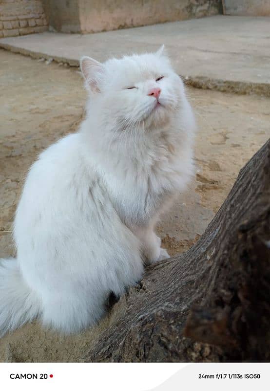 White Persian male cat for sale (double Coat+Blue eyes) 1