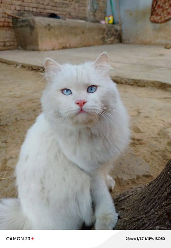 White Persian male cat for sale (double Coat+Blue eyes) 2