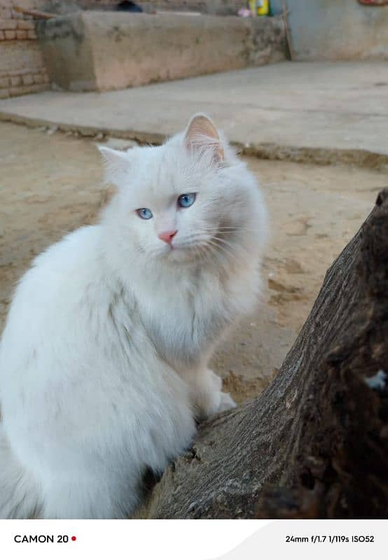 White Persian male cat for sale (double Coat+Blue eyes) 3