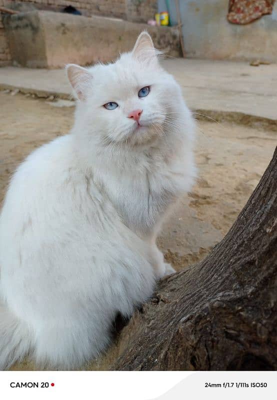 White Persian male cat for sale (double Coat+Blue eyes) 4