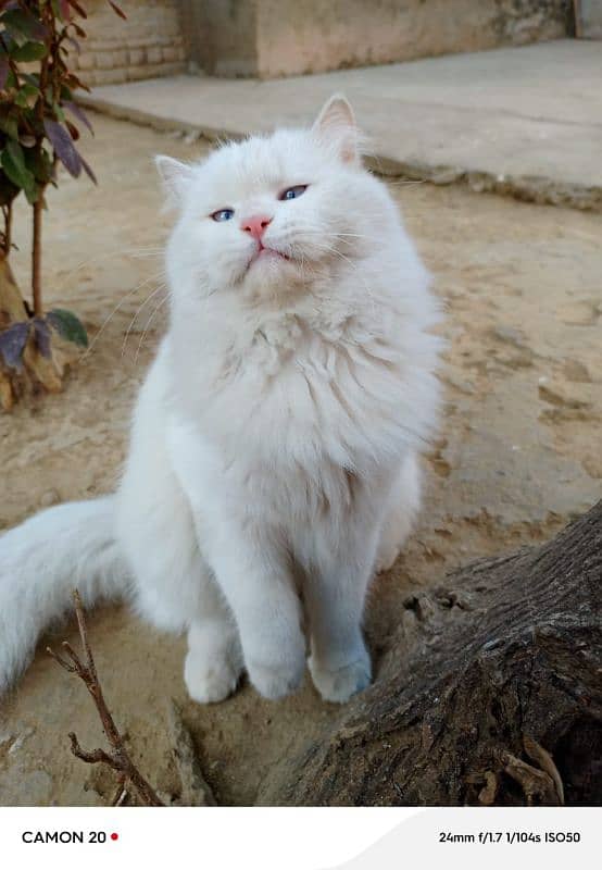 White Persian male cat for sale (double Coat+Blue eyes) 6