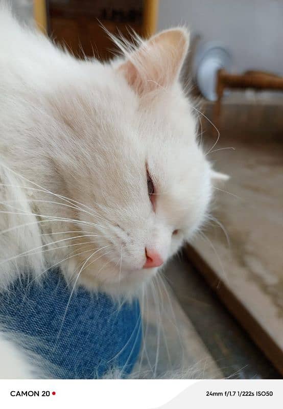 White Persian male cat for sale (double Coat+Blue eyes) 7