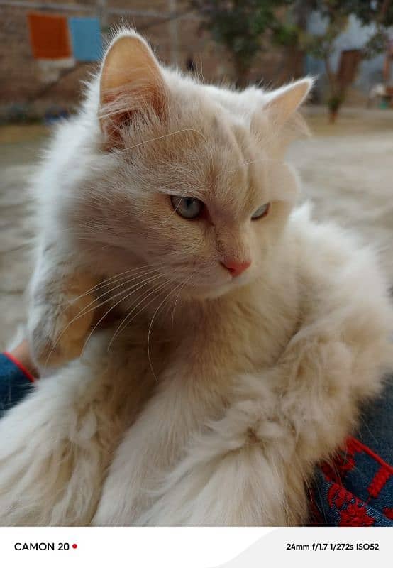 White Persian male cat for sale (double Coat+Blue eyes) 8