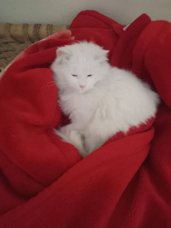 White Persian male cat for sale (double Coat+Blue eyes) 9