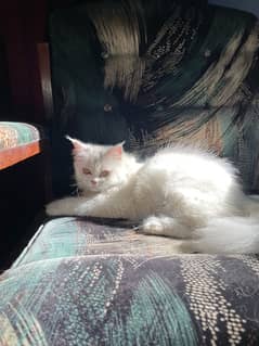 Breeder persian female cat