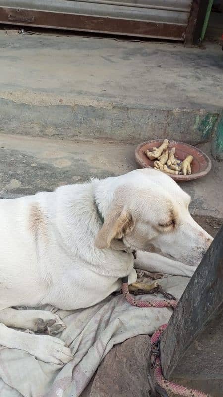 Labrador female 2