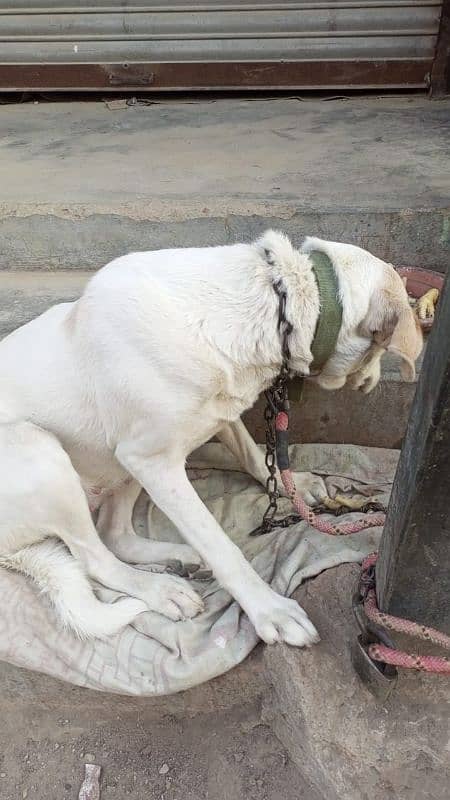 Labrador female 3