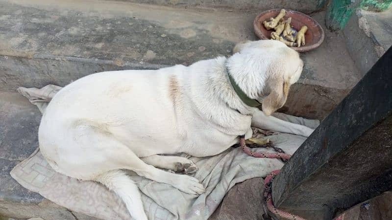 Labrador female 4