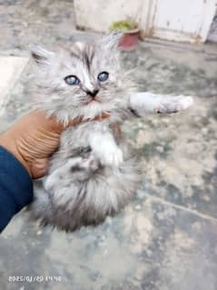 PERSIAN KITTEN  AT CHEAPEST PRICE