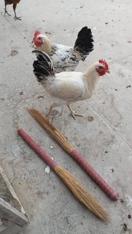 Desi murgha and murgi for sale 0