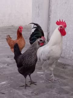 desi hens