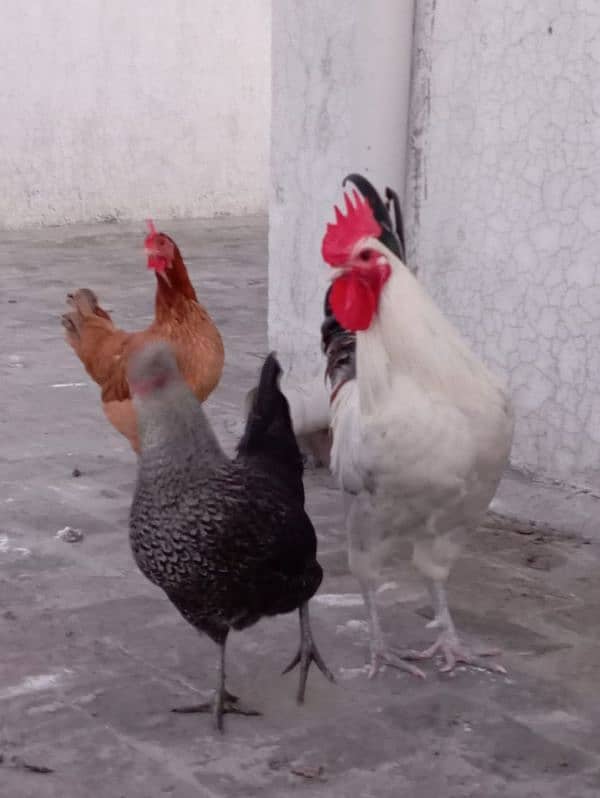 desi hens 1