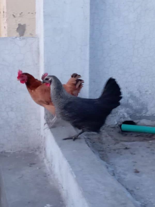 desi hens 3