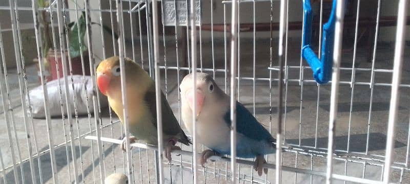 exchange love bird pair 2500 fnf  single piece 1200 more details 1