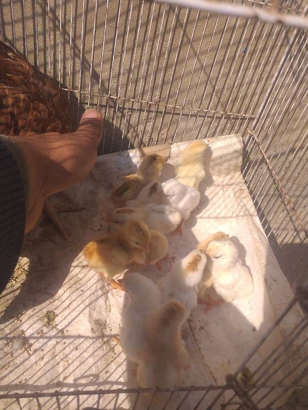 chicks with hen 1