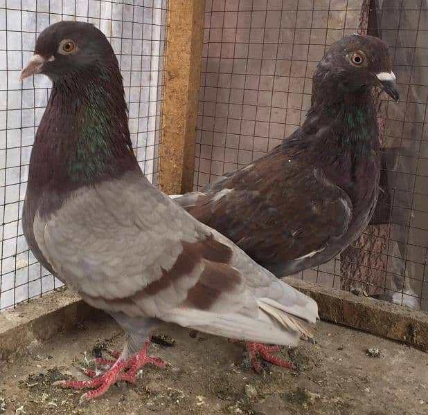 fancy pigeon 2